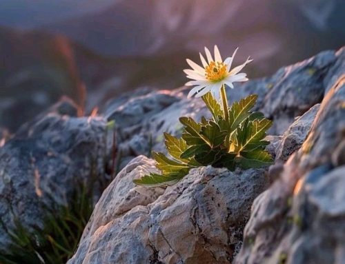 Invataturile Parintelui Ignatie (12 decembrie 2025)