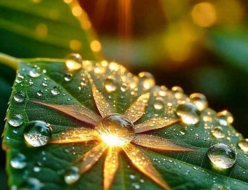 Invataturile Parintelui Ignatie (15 martie 2026)